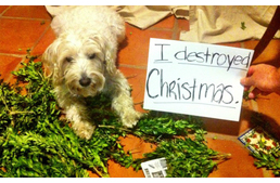 Kutyák kontra Karácsony