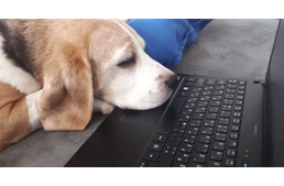Állati kanapéhősök – cuki kihívás indult a home office-ban dolgozók között