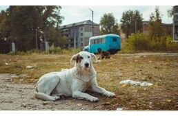 Csernobil kutyái ma: megváltozott a sugárzó területen élő ebek genetikája