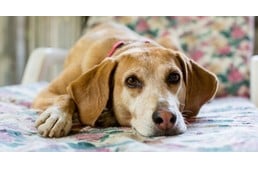 Demencia kutyáknál – 10+1 tipp a nyugodt mindennapokhoz