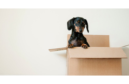 Költözés kutyával – Mit tehetsz, hogy stresszmentes legyen kedvencednek?