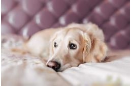A rák korai felismerése kutyáknál - 12 árulkodó jel