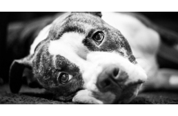 Egy kutyatréner történetei -  A gyászoló kutyus