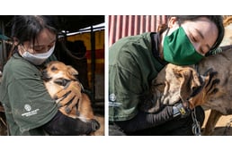 196 kutyát mentettek meg egy kutyafarmról Dél-Koreában: egyre kisebb a kereslet a kutyahúsra