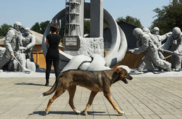 Hátrahagyott kutyák Csernobilban