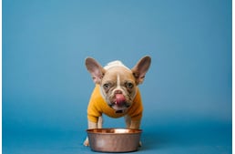 A kutyák már családtagok, nem háziállatok – de mit esznek és mennyiért? Felmérés készült a hazai kutyatartási szokásokról