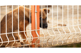 Több mint kétezer kutyát és macskát kínzott halálra egy spanyol állatmenhely tulajdonosa