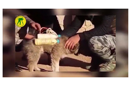 Az állatokat sem kímélik az ISIS terroristái - kiskutyára erősítettek robbanószereket