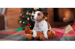 A kutyád mit kap karácsonyra? 7+1 ajándékötlet!