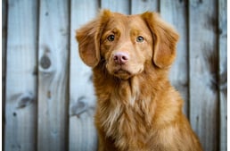 "A kutyák többet értenek, mint amennyit mutatnak" – újabb meglepő kutatási eredmény az ELTE kutatóitól