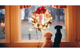 Advent kutyával - Tippek, hogy gondtalanul készülhess az ünnepekre