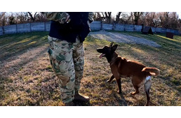 Bántalmazott kutyát vett magához és képez ki robbanóanyag-kereső kutyává a Magyar Honvédség