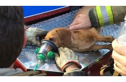 Ohióban már a tűzoltók is elláthatják a sérült kutyákat