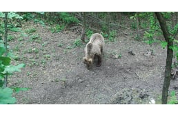 Óvatosan a kiránduláson: medve kóborol Pest megyében, lehetséges, hogy több példány is 