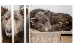 Különleges kinézetű kutya került egy orosz menhelyre: ő a „medvekutya”