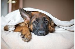 Alvásproblémák kutyáknál: Mit tegyek, ha rosszul alszik, gyakran felriad álmából?