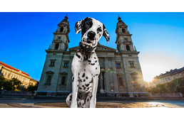 Lenyűgöző képeken Budapest kutyái