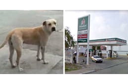 Az örökbefogadott kutya hálája: fegyveres tolvajokat zavart el az eb