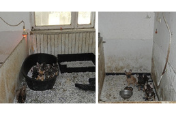 Több mint száz állat egy családi házban – vádat emelt az ügyészség állatkínzás bűntette miatt