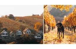 Ezerszínű szőlőhegyek között - lenyűgöző fotók egy kutyasétáról