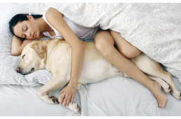 Alvás kutyával - egészségesebb mint gondolnád! 