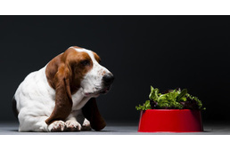 Zöldséget és gyümölcsöt a kutyának?