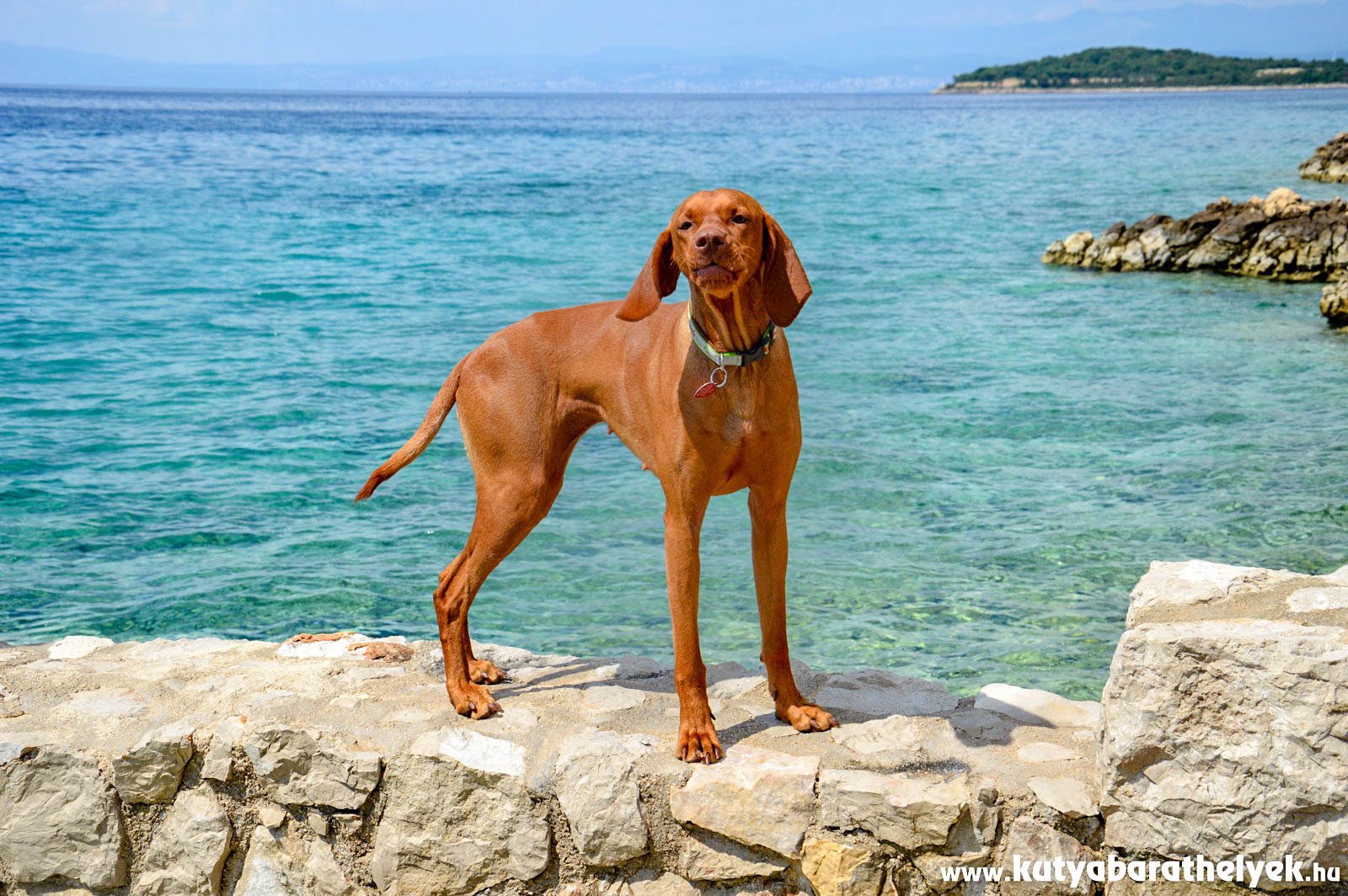 Horvátországban szívesen látják a kutyával érkező turistákat is