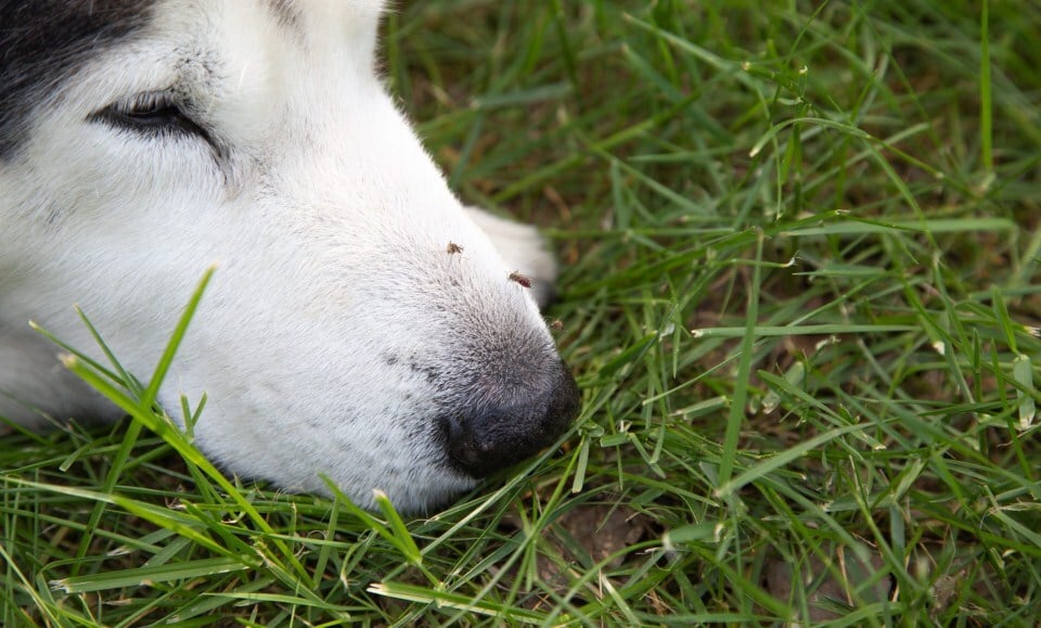 Rovarcsípés kutyáknál - Az orr és a szem környéke is gyakori terület