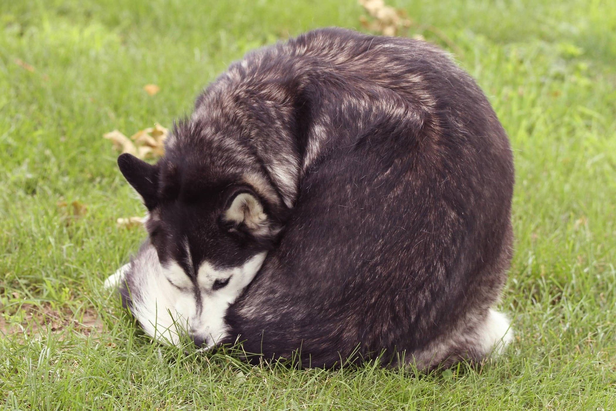 Bűzmirigy-betegség tünete, ha a kutya hátrakapkod, nyalogatja és harapdálja végbele tájékát 