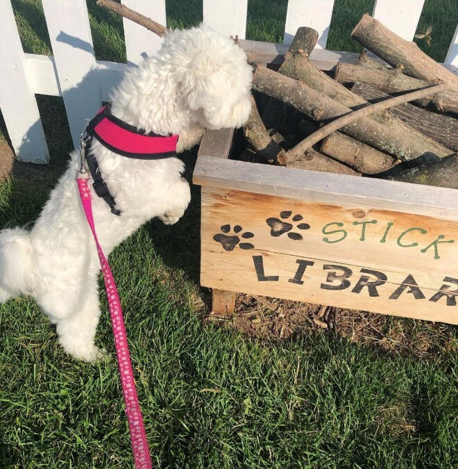 Minden kutya kíváncsi a kutyakönyvtárra