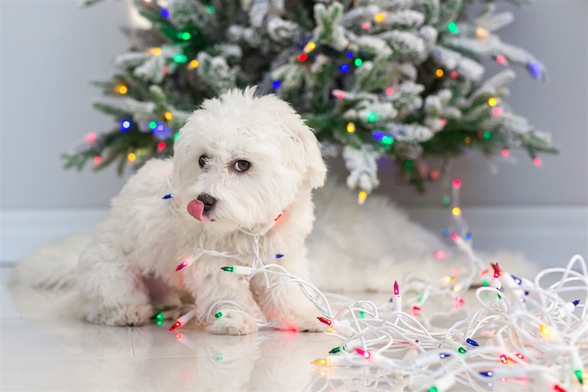 Áramütés - A karácsonyi égők is veszéyesek lehetnek, ha a kutya hozzájut