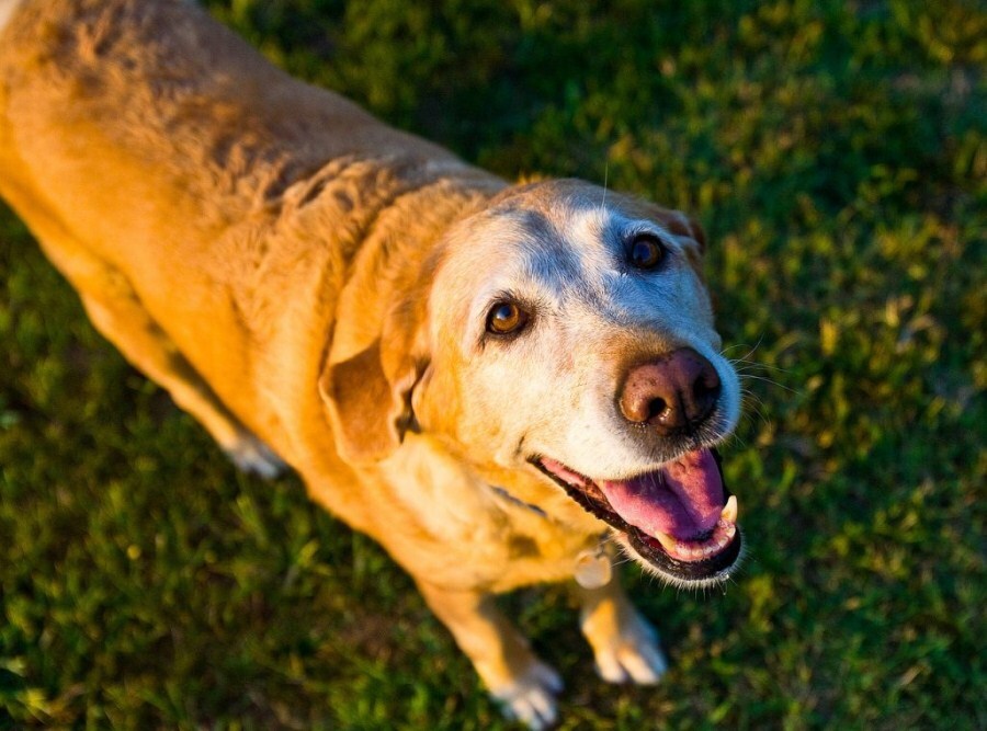 Időskori betegségek kutyáknál - Megfelelő kezeléssel a cukorbeteg kutya is élhet teljes életet