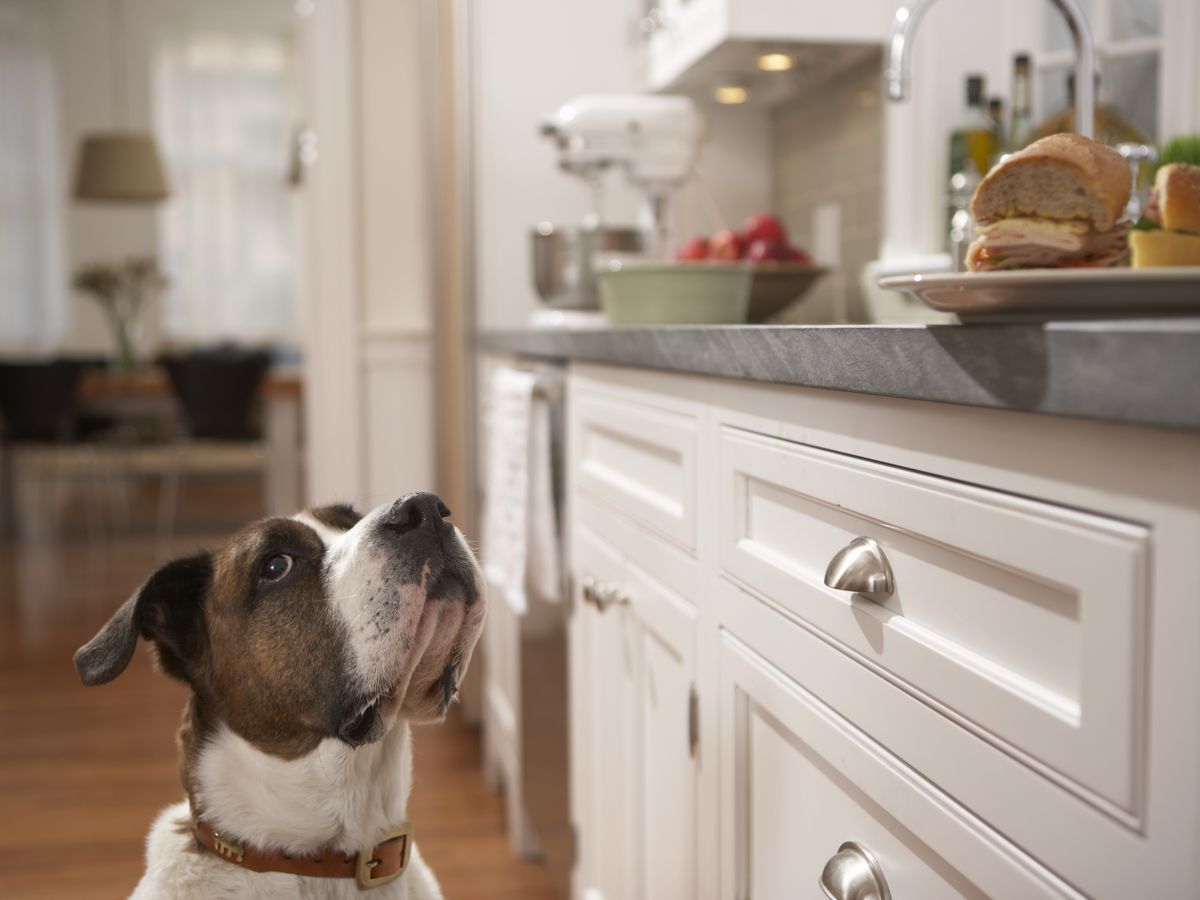Jelentőségteljes pillantás - Nagyon szépen tud nézni a kutya, ha ennivalót talál a konyhában