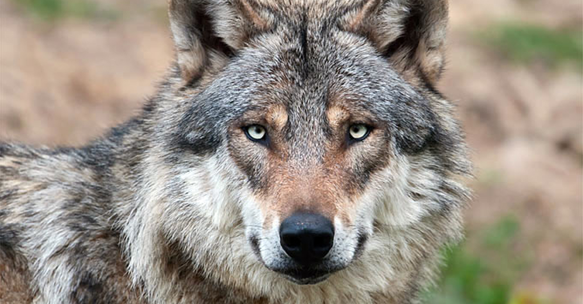 Az ősi embereket még farkas kinézetű, ám azoknál barátságosabb kutyák kísérték