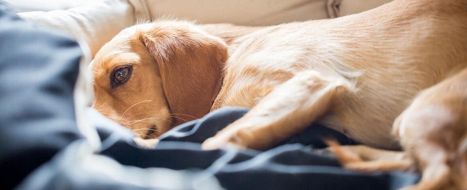 Gyomorcsavarodás tüneteinek jelentkezésekor a kezelés életmentő lehet a kutya számára