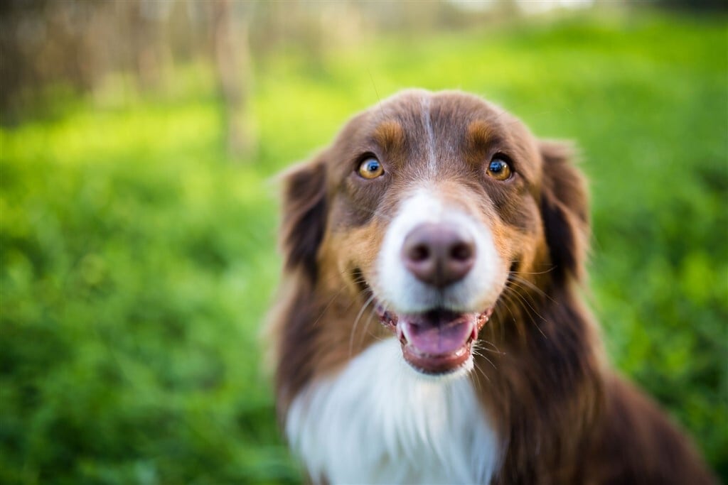Egészséges kutya, jó közérzet - Ezért is fontosak a rutin állatorvosi vizsgálatok