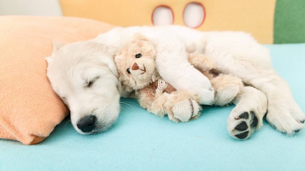A kutya alvásigényét számos tényező befolyásolja, így az életkor is