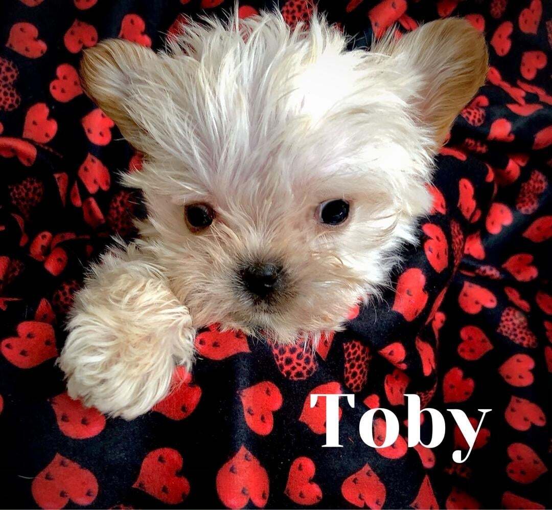 Toby, a mozgássérült yorkshire terrier keverék kölyök