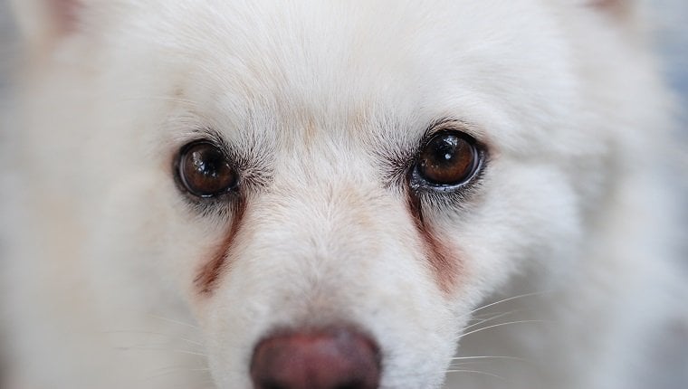 Fokozott könnyezés - vörösesbarna elszíneződés a kutya szemei alatt