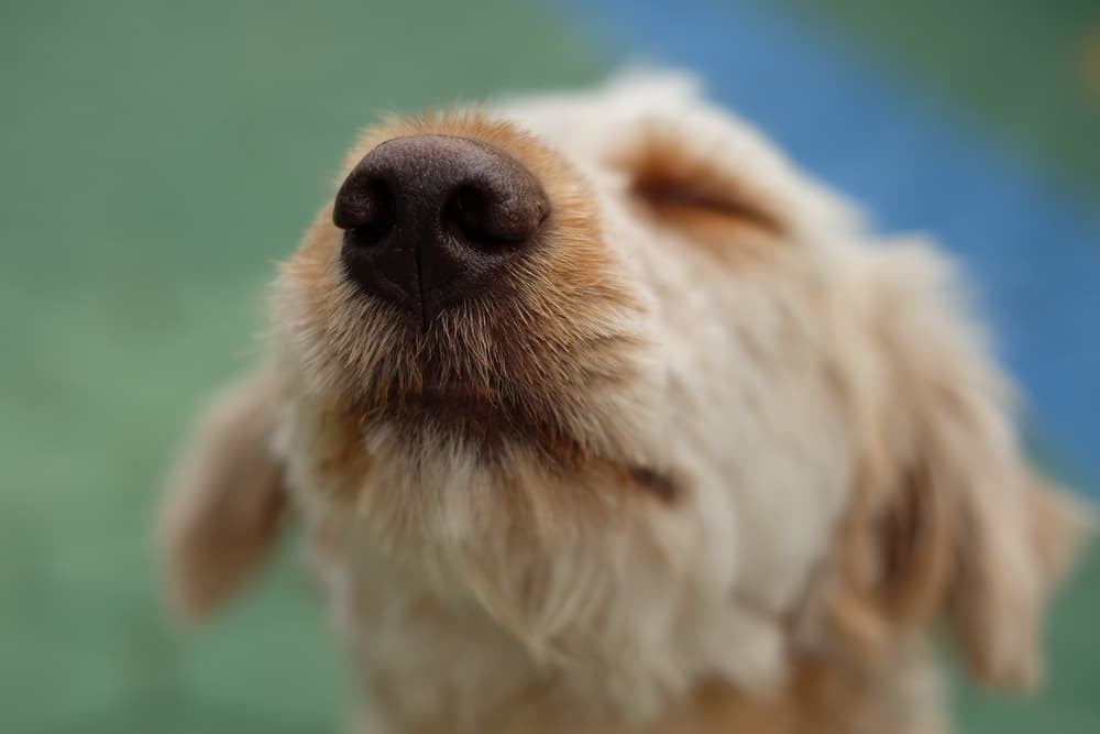 A kutyák ki tudták szagolni a stresszes mintákat