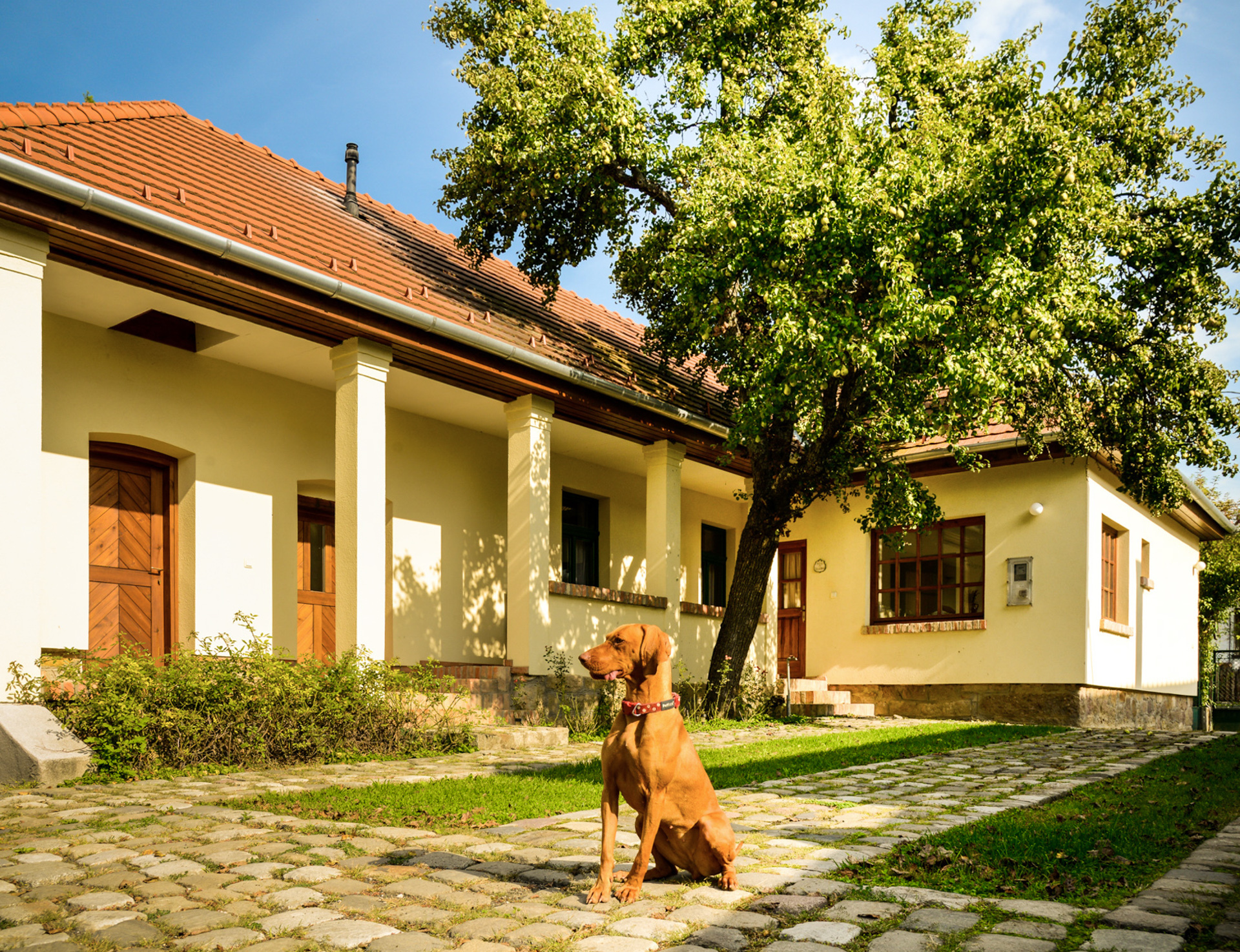 Kutyabarát Körtefa Vendégház - külső