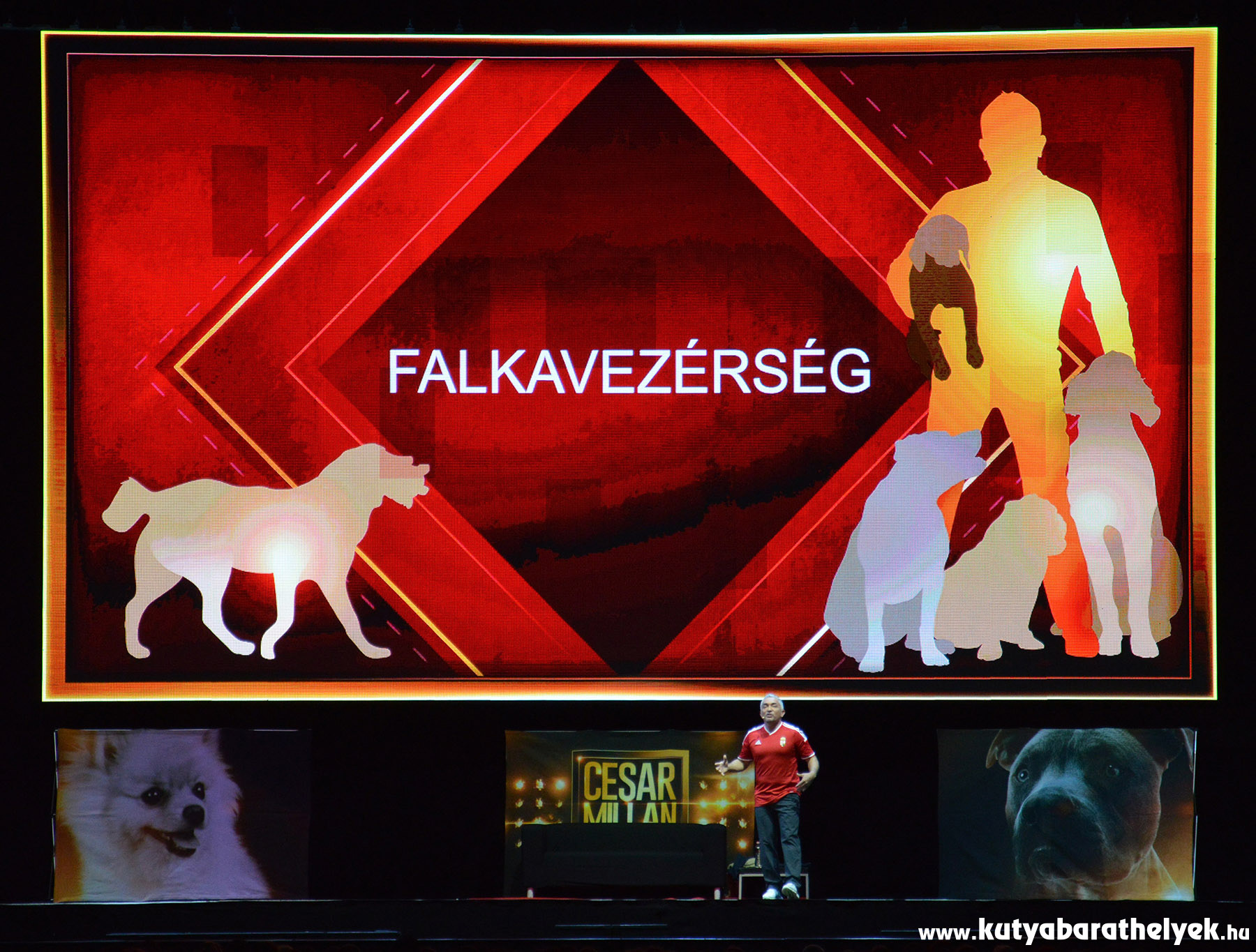 Cesar Millan Live Budapest - Egy nyugodt, asszertív falkavezér mellett a kutya is boldogabb