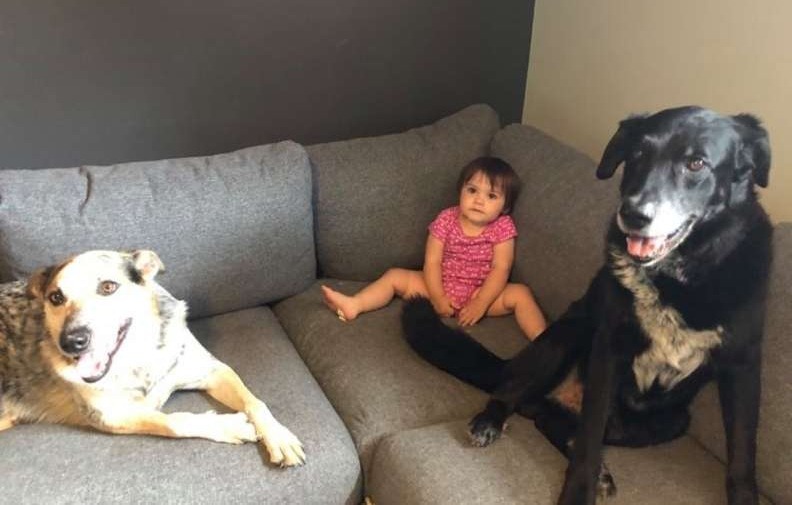 A két kutya is nagyon szereti a kislányt