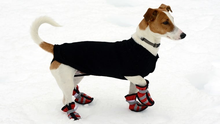 A kutya mancsait télen is védeni kell 