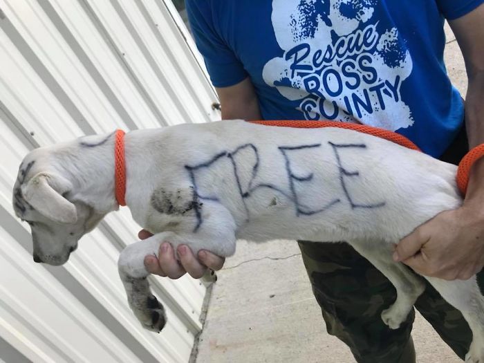 Ingyen elvihető kutya - az üzenetet a bundájára festették fel 