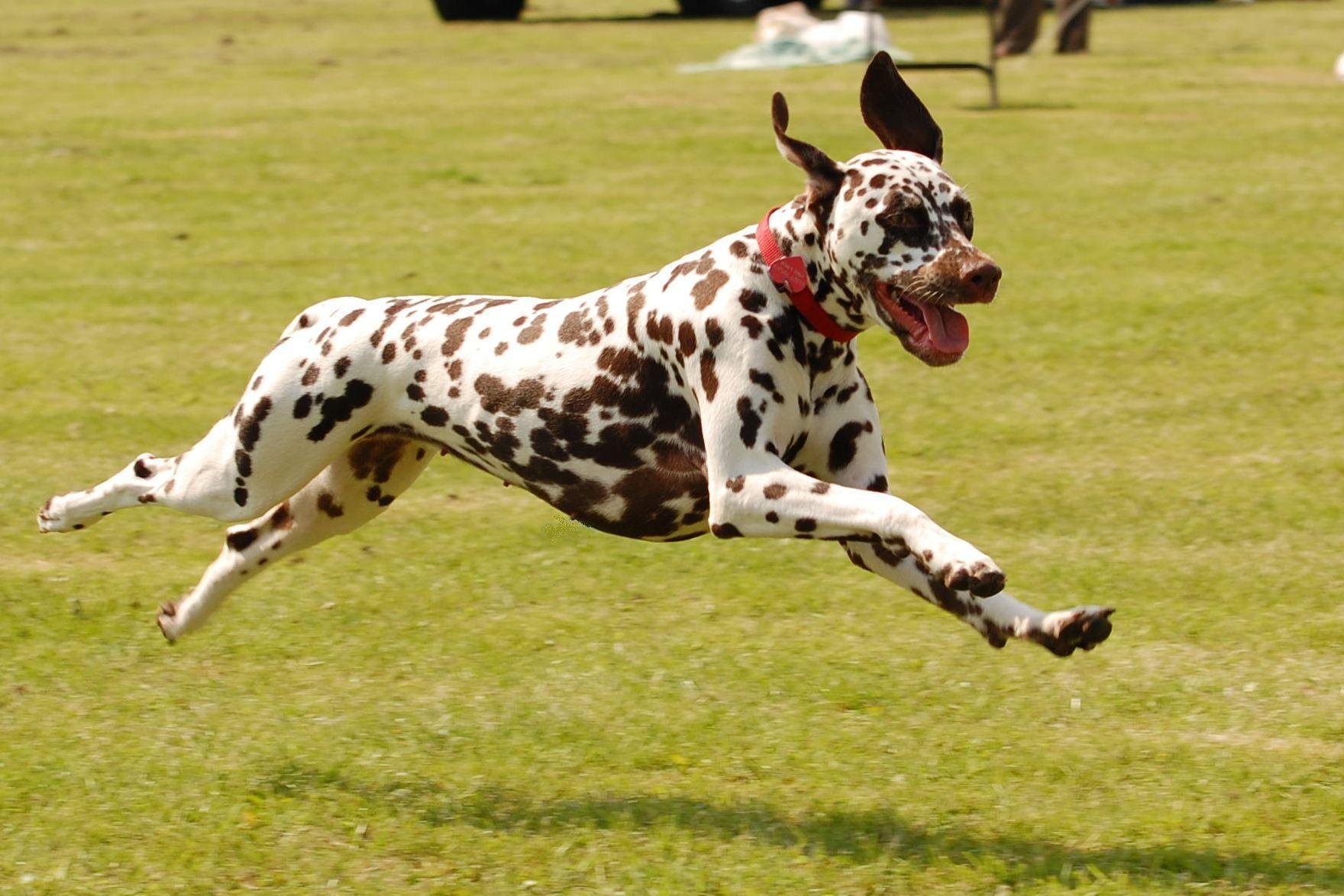 Egy kiadós futás és játék segít lefárasztani a kutyát