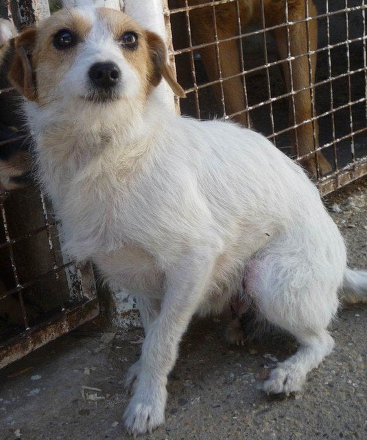 Russell Rescue, Hungary 