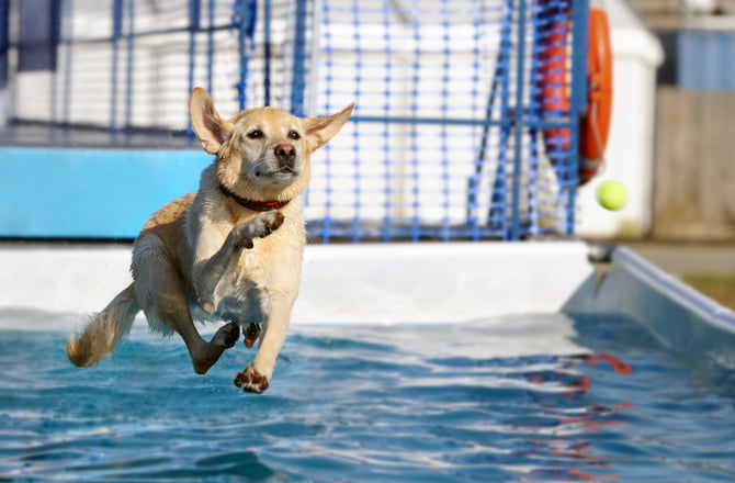 Kutya a medencében - Ugrás a vízbe