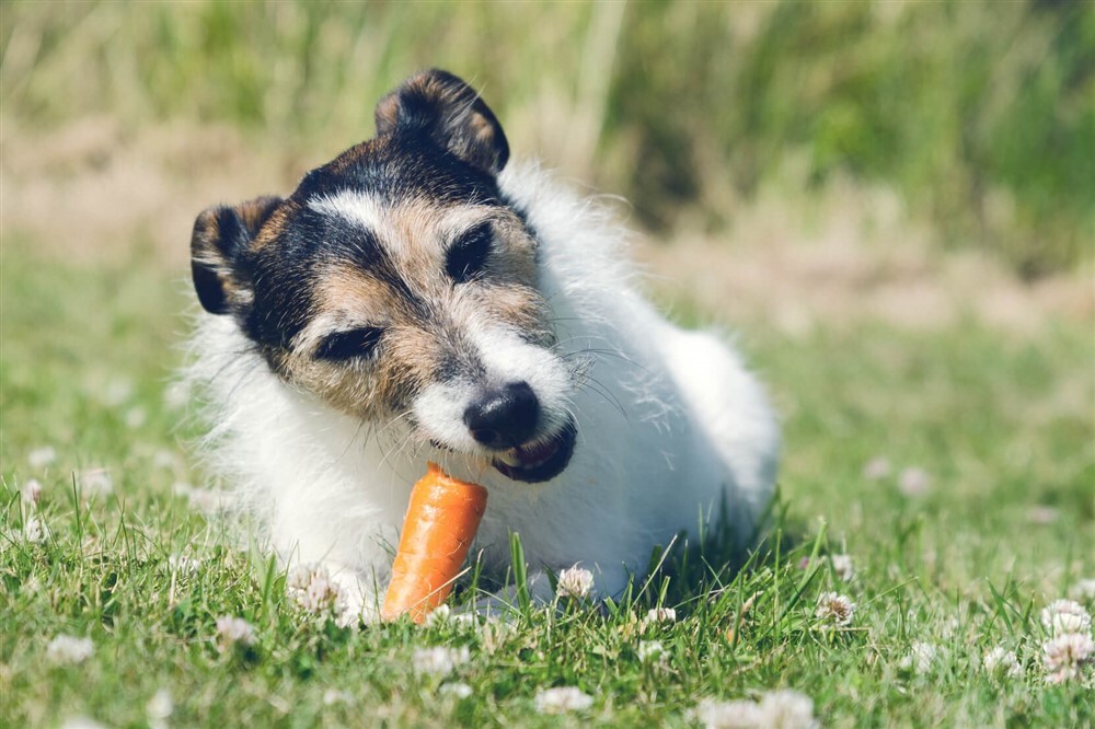 A cukorbetegség megelőzés kutyáknál - Egészséges táplálás