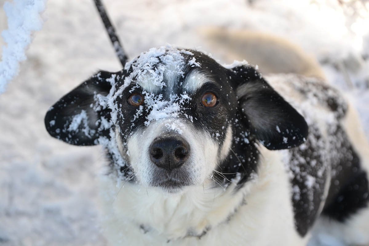 Fogcsikorgatás - Hideg időben a kutya is fázhat, fogai is vacoghatnak